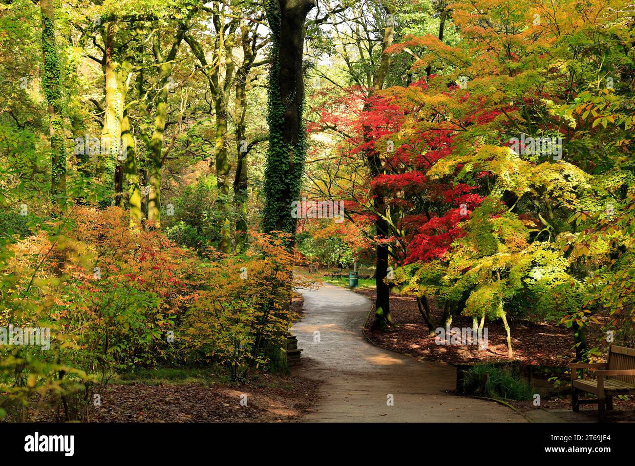 Autumn colours Parc Cefn Onn, Lisvane, Cardiff, South Wales. Stock Photo