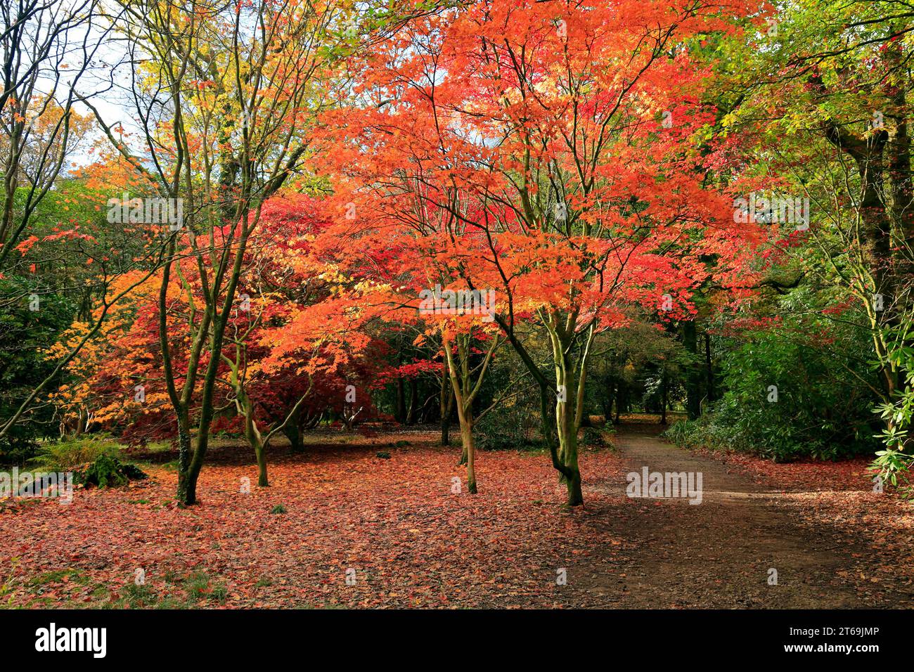 Autumn colours Parc Cefn Onn, Lisvane, Cardiff, South Wales. Stock Photo