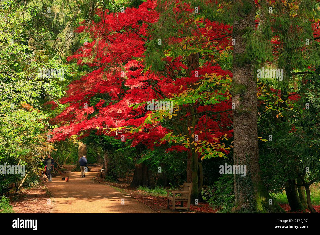 Autumn colours Parc Cefn Onn, Lisvane, Cardiff, South Wales. Stock Photo