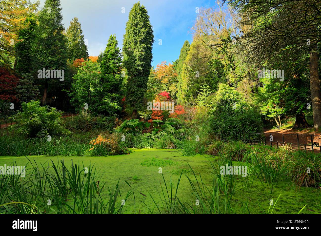 Autumn colours Parc Cefn Onn, Lisvane, Cardiff, South Wales. Stock Photo