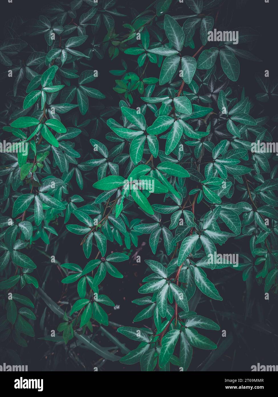 Intricate plant hi-res stock photography and images - Alamy