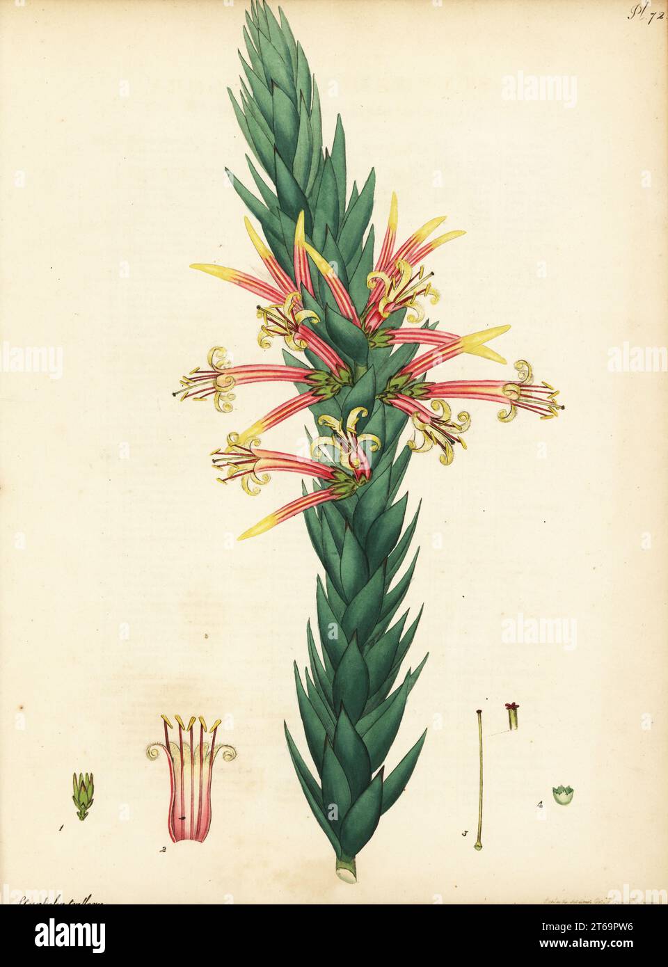 Pink five-corners, Three-flowered styphelia, Styphelia triflora. Native to New South Wales and Queensland. Copperplate engraving drawn, engraved and hand-coloured by Henry Andrews from his Botanical Register, Volume 1, published in London, 1799. Stock Photo