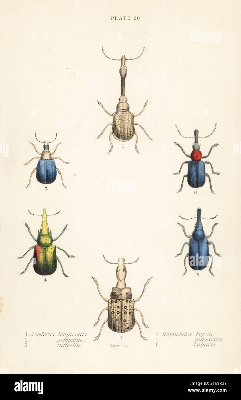 Weevils: Attelabus longicollis 1, Attelabus gemmatus 2, Attelabus ruficollis 3, Byctiscus populi 4, Rhycnhites pubescens 5, and Rhynchites collaris 6. Handcoloured steel engraving by William Lizars from James Duncans Natural History of Beetles, in Sir William Jardines Naturalists Library, W.H, Lizars, Edinburgh, 1835. James Duncan was a Scottish zoologist and entomologist 1804-1861. Stock Photo