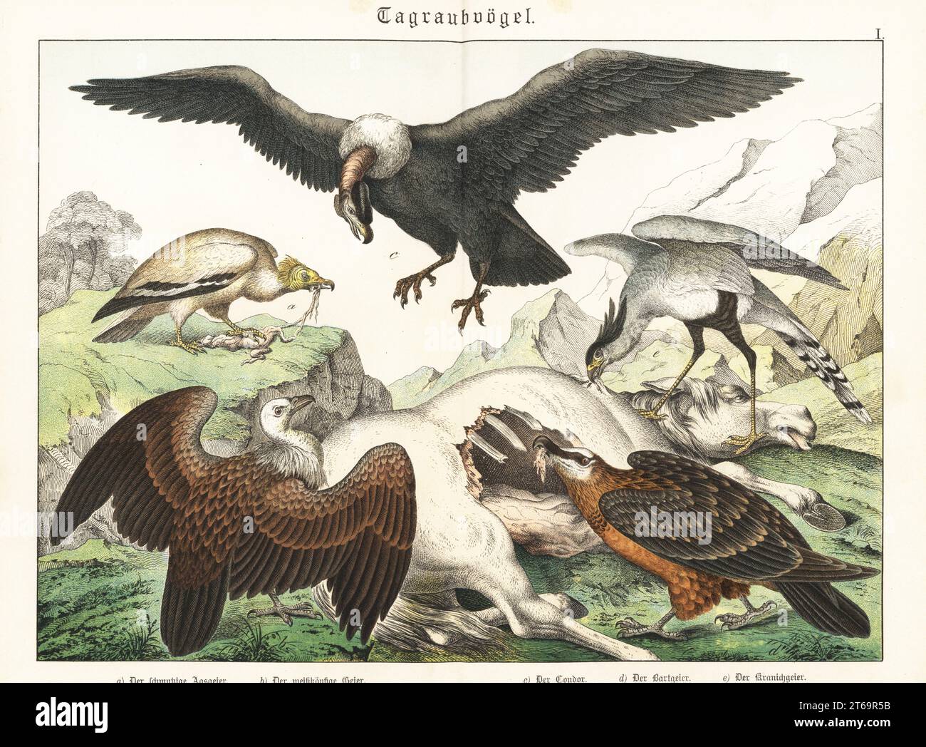 Egyptian vulture eating entrails Neophron percnopterus a Eurasian Biology Diagrams