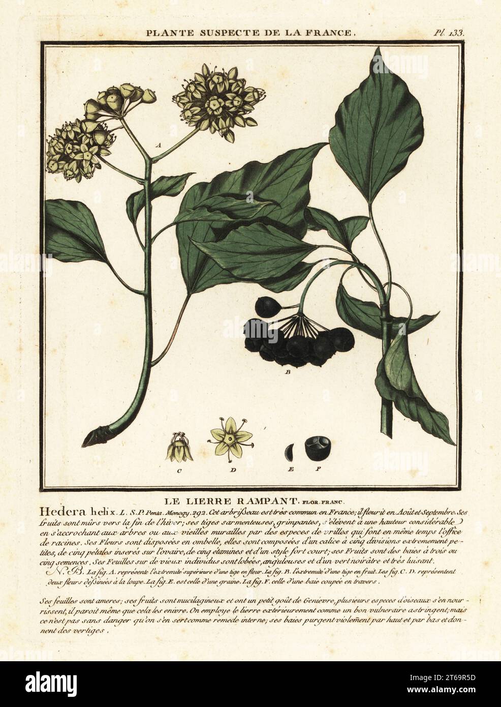 Common ivy, Le lierre rampant, Hedera helix. Copperplate engraving printed in three colours by Pierre Bulliard from his Herbier de la France, ou collection complete des plantes indigenes de ce royaume, Didot jeune, Debure et Belin, 1780-1793. Stock Photo