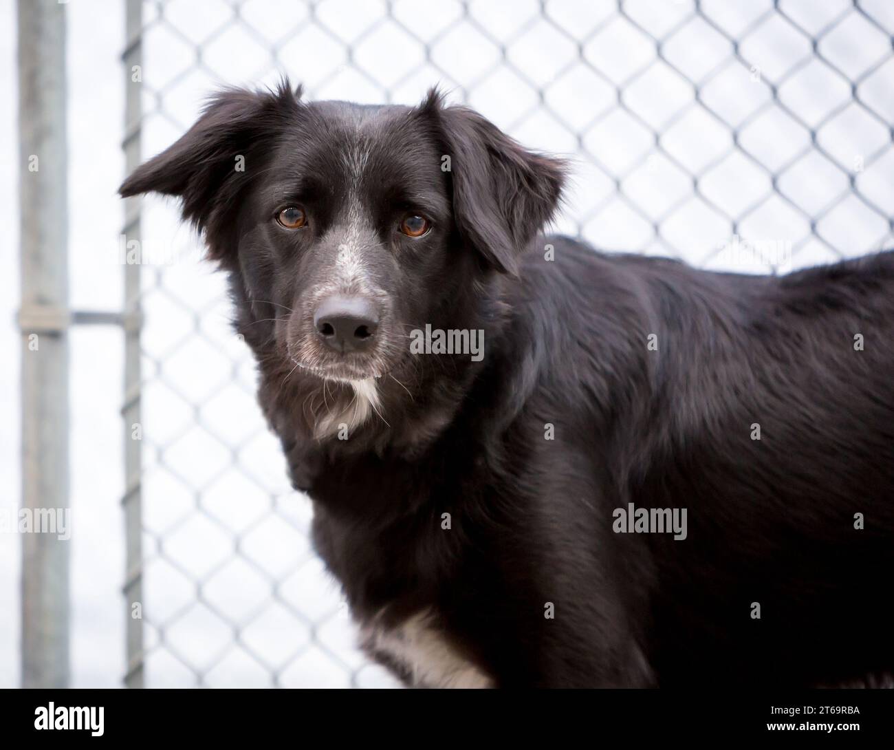 A nervous Border Collie mixed breed dog in an animal shelter kennel Stock Photo
