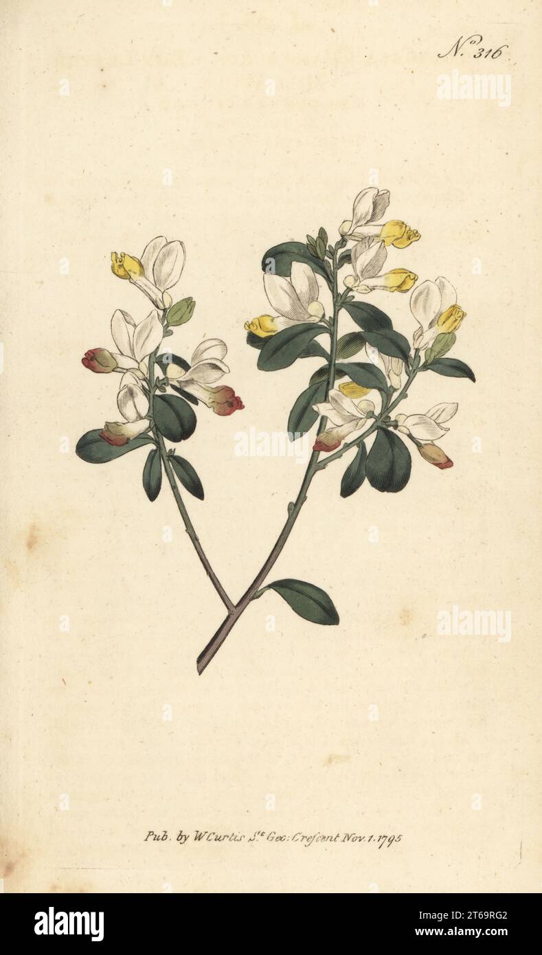 Shrubby milkwort, Polygaloides chamaebuxus. Box-leaved milk-wort, Polygala chamaebuxus. Native to Austria and Switzerland. Handcoloured copperplate engraving after a botanical illustration from William Curtis's Botanical Magazine, Stephen Couchman, London, 1795. Stock Photo
