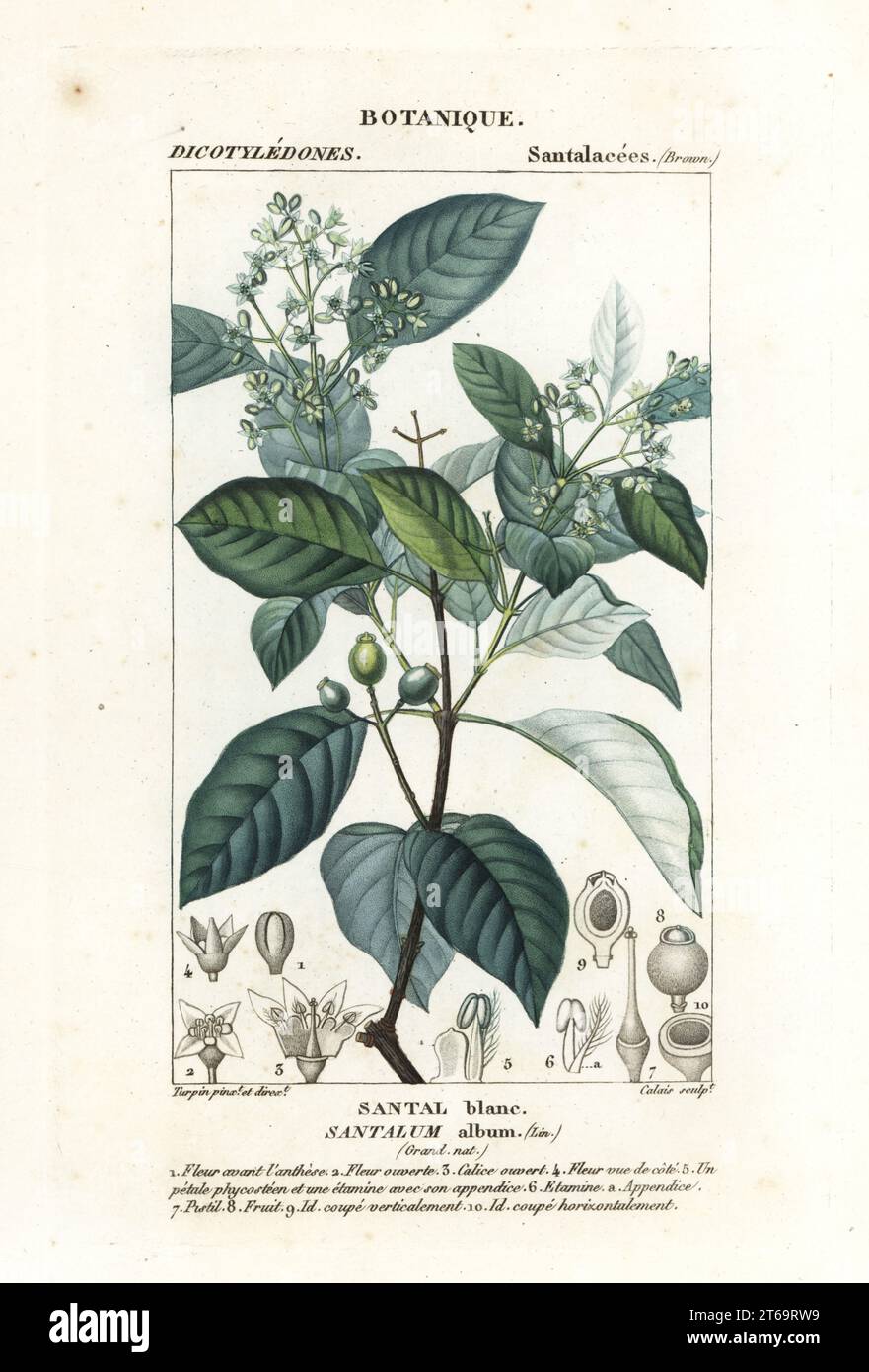 Indian sandalwood, Santalum album, vulnerable. Santal blanc. Handcoloured copperplate stipple engraving from Antoine Laurent de Jussieu's Dizionario delle Scienze Naturali, Dictionary of Natural Science, Florence, Italy, 1837. Illustration engraved by Calais, drawn and directed by Pierre Jean-Francois Turpin, and published by Batelli e Figli. Turpin (1775-1840) is considered one of the greatest French botanical illustrators of the 19th century. Stock Photo
