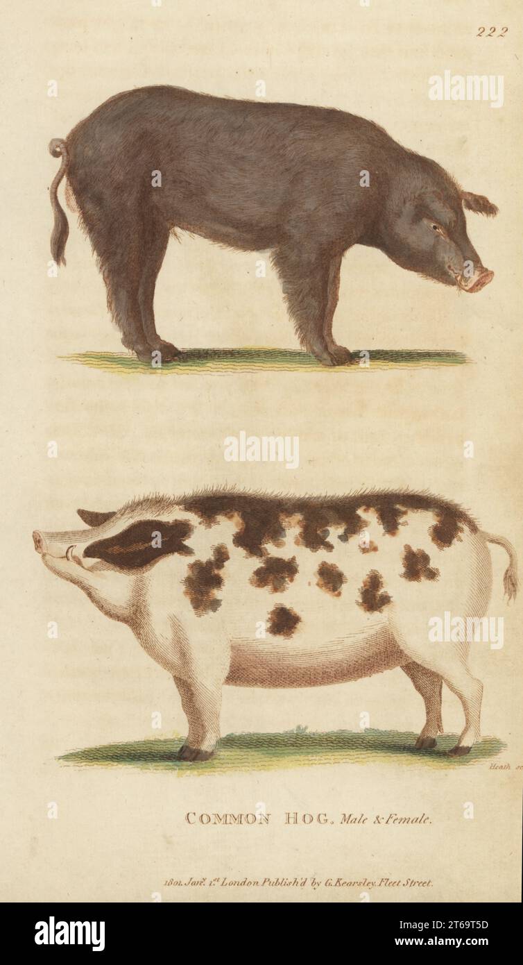 Common hog, domestic pig, male boar and female sow, Sus domesticus. Handcoloured copperplate engraving by James Heath from George Shaws General Zoology: Mammalia, Thomas Davison, London, 1801. Stock Photo
