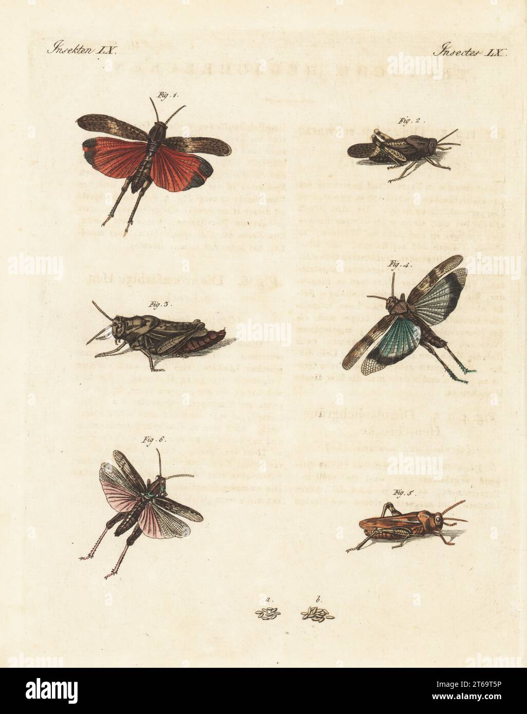 Rattle grasshopper, Psophus stridulus 1-3, blue-winged grasshopper, Oedipoda caerulescens 4,5, and Italian locust, Calliptamus italicus 6. Handcoloured copperplate engraving from Carl Bertuch's Bilderbuch fur Kinder (Picture Book for Children), Weimar, 1810. A 12-volume encyclopedia for children illustrated with almost 1,200 engraved plates on natural history, science, costume, mythology, etc., published from 1790-1830. Stock Photo
