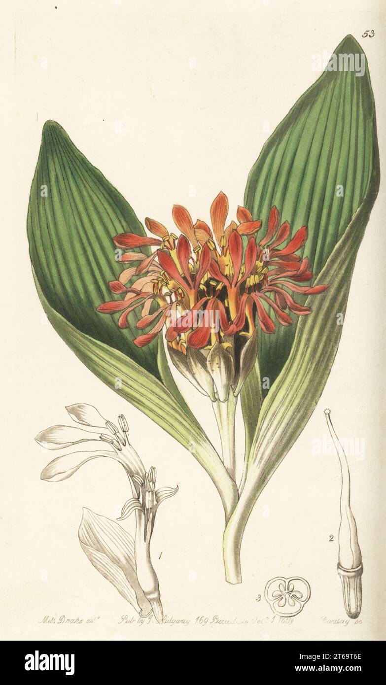 Daubenya aurea, endangered. Native to South Africa, raised by Robert Barchard of East Hill, Wandsworth. Tawny daubenya, Daubenya fulva. Stock Photo