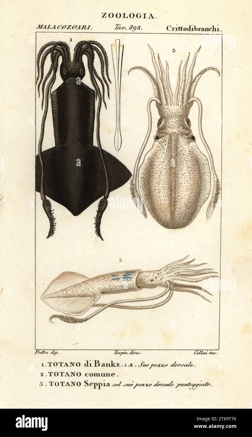 Common clubhook squid, Onychoteuthis banksii 1, European squid, Loligo vulgaris 2, and cuttlefish, Sepia species. Totano di Banks, Totano comune, Totano seppia. Handcoloured copperplate stipple engraving from Antoine Laurent de Jussieu's Dizionario delle Scienze Naturali, Dictionary of Natural Science, Florence, Italy, 1837. Illustration engraved by Cellai, drawn by Jean Gabriel Pretre and directed by Pierre Jean-Francois Turpin, and published by Batelli e Figli. Turpin (1775-1840) is considered one of the greatest French botanical illustrators of the 19th century. Stock Photo