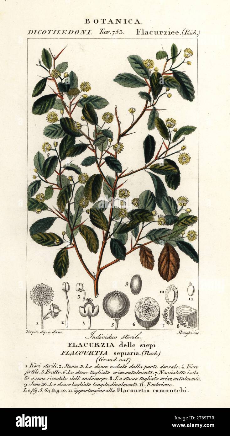 Indian plum, Flacourtia indica, Flacourtia sepiaria, Flacurzia delle siepi. Handcoloured copperplate stipple engraving from Antoine Laurent de Jussieu's Dizionario delle Scienze Naturali, Dictionary of Natural Science, Florence, Italy, 1837. Illustration engraved by Stanghi, drawn and directed by Pierre Jean-Francois Turpin, and published by Batelli e Figli. Turpin (1775-1840) is considered one of the greatest French botanical illustrators of the 19th century. Stock Photo
