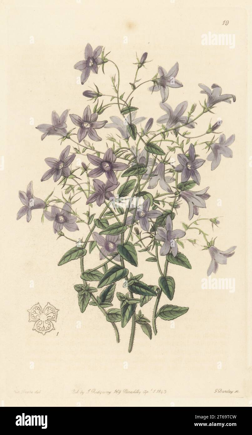 Lusitanian bellflower, Campanula lusitanica. Native to Portugal and Spain. As Loefling's bellflower, Campanula loeflingii. Handcoloured copperplate engraving by George Barclay after a botanical illustration by Sarah Drake from Edwards Botanical Register, continued by John Lindley, published by James Ridgway, London, 1843. Stock Photo