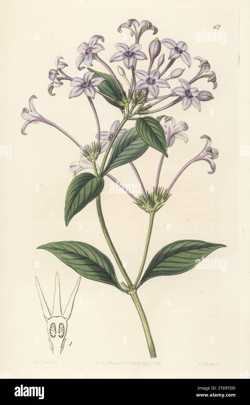 Hindsia longiflora. Imported by nurseryman John Veitch of Exeter from southern Brazil. Long-flowered rondeletia, Rondeletia longiflora. Handcoloured copperplate engraving by George Barclay after a botanical illustration by Sarah Drake from Edwards Botanical Register, continued by John Lindley, published by James Ridgway, London, 1843. Stock Photo