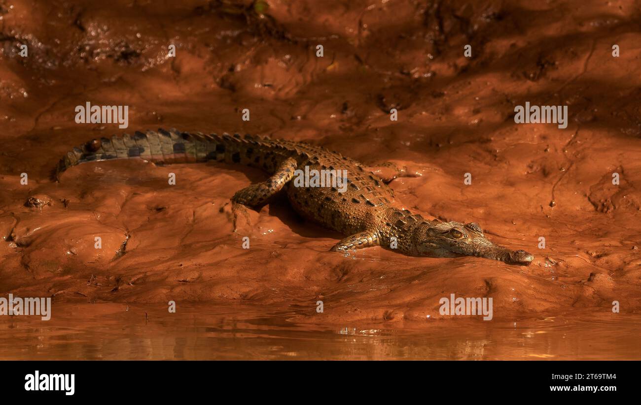 A saltwater crocodile in its natural habitat of a swampy area in Costa Rica Stock Photo