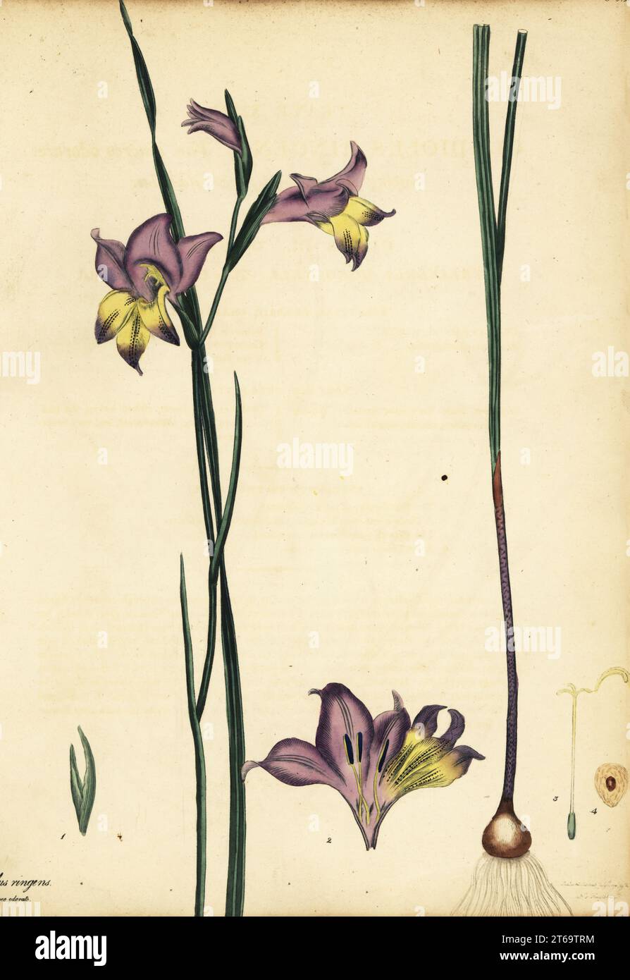 Blue Afrikaner, Gladiolus carinatus. Gaping ash-coloured sweet gladiolus, Gladiolus ringens var. cenereo odorata. Copperplate engraving drawn, engraved and hand-coloured by Henry Andrews from his Botanical Register, Volume 1, published in London, 1799. Stock Photo