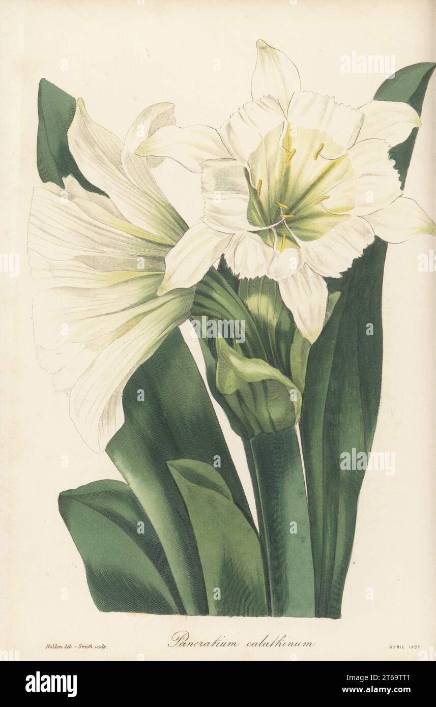 Ismene narcissiflora. Cup-flowered sea daffodil, Pancratium calathinum. Native to Peru and Bolivia. Handcoloured engraving by Frederick William Smith after a botanical illustration by Samuel Holden from Joseph Paxtons Magazine of Botany, and Register of Flowering Plants, Volume 4, Orr and Smith, London, 1837. Stock Photo
