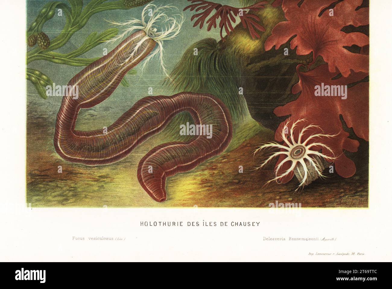 Sea cucumber, Holothuria arguinensis?, from the Chausey islands, Atlantic. With bladder wrack seaweed, Fucus vesiculosus, and red algae, Polyneura bonnemaisonii. Holothurie des iles de Chausey. Chromolithograph by Pierre Lackerbauer from Alfred Fredols Le Monde de la Mer, the World of the Sea, edited by Olivier Fredol, Librairie Hachette et. Cie., Paris, 1881. Alfred Fredol was the pseudonym of French zoologist and botanist Alfred Moquin-Tandon, 1804-1863. Stock Photo