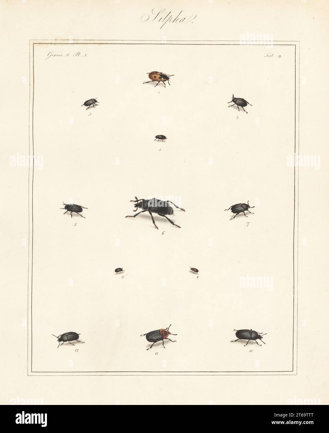 Carrion beetle, Silpha 4-punctata 1, black snail beetle, Silpha atrata 2, Helophorus aquaticus 4, Thanatophilus rugosus 5, Nicrophorus germanicus 6, Thanatophilus sinuatus 7, Soronia grisea 8, Omosita depressa 9, Silpha laevigata 10, red-breasted carrion beetle, Oiceoptoma thoracicum 11, and Silpha obscura 12. Handcoloured copperplate engraving from Thomas Martyns The English Entomologist, Exhibiting all the Coleopterous Insects found in England, Academy for Illustrating and Painting Natural History, London, 1792. Stock Photo