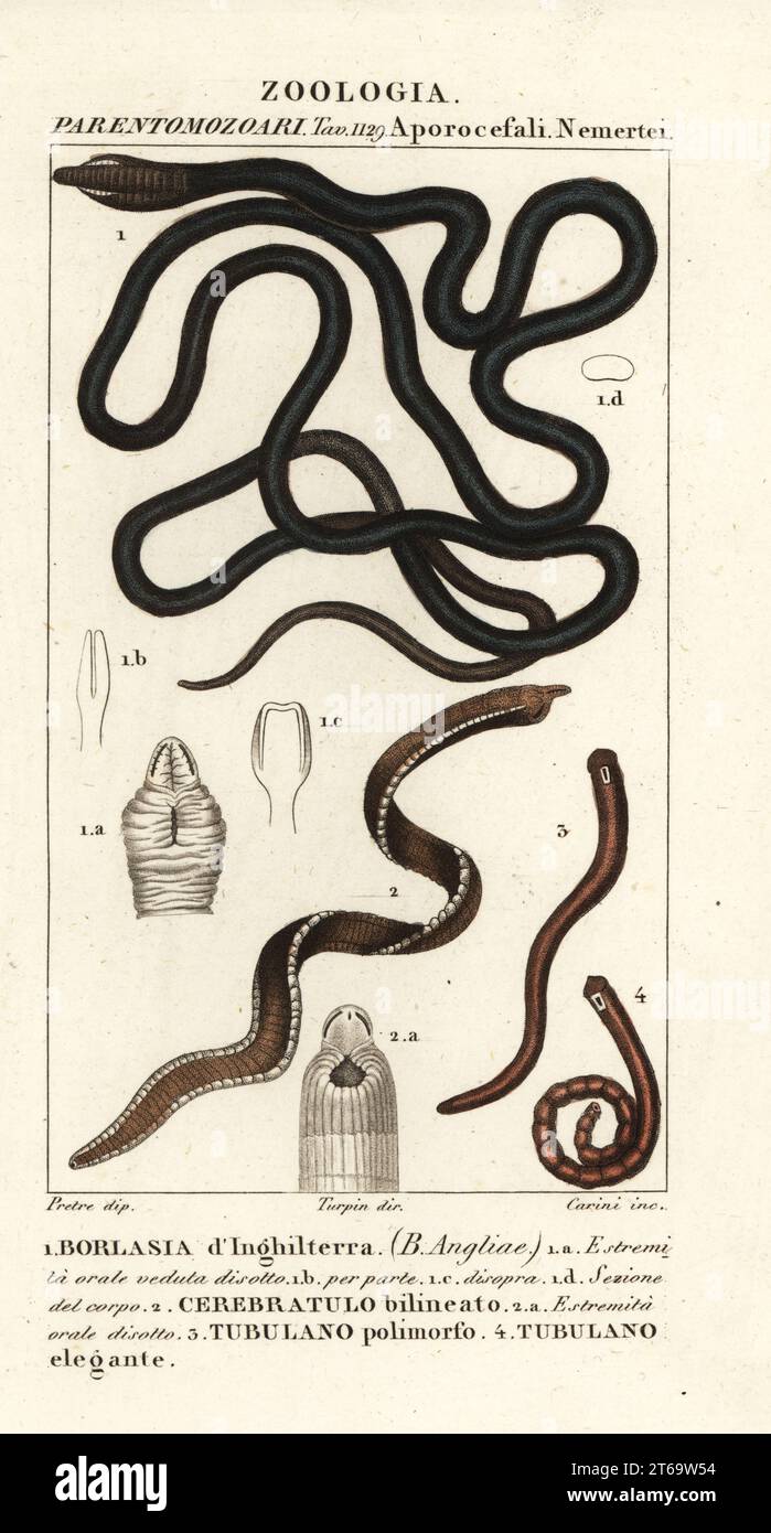 Bootlace worm, Lineus longissimus 1, Borlasia angliae 1, proboscis worm, Cerebratulus bilineatus 2, Cerebratulus bilineatus 2, ribbon worm, Tubulanus polimorphus 3, Tubulanus elegans 4. Borlasia dInghiterra, Cerebratulo bilineato, Tubulano polimorfo, Tubulano elegnate. Handcoloured copperplate stipple engraving from Antoine Laurent de Jussieu's Dizionario delle Scienze Naturali, Dictionary of Natural Science, Florence, Italy, 1837. Illustration engraved by Carini, drawn by Jean Gabriel Pretre and directed by Pierre Jean-Francois Turpin, and published by Batelli e Figli. Turpin (1775-1840) is c Stock Photo