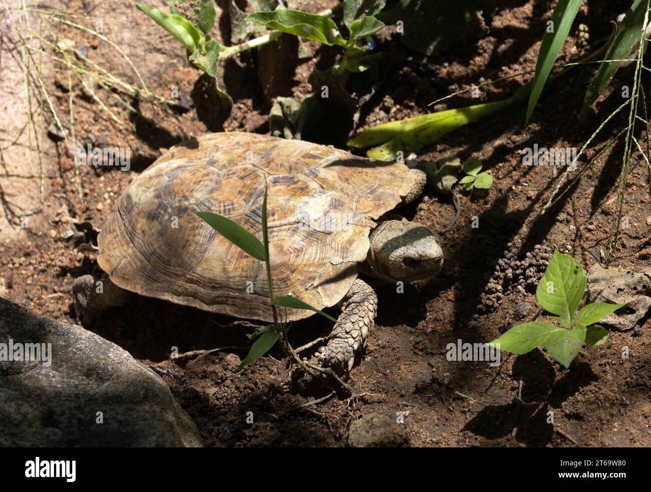 The endemic Pancake Tortoise is only found in a few areas of rocky outcrops in East Africa. The wild population has been seriously reduced. Stock Photo