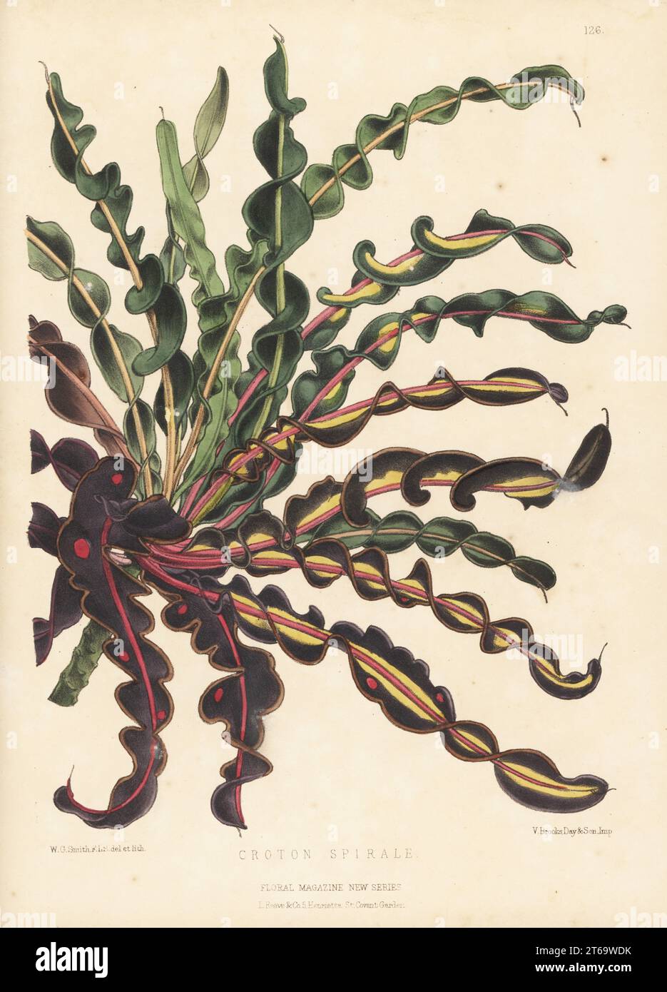 Spiral croton, Codiaeum variegatum var. spirale. As Croton spirale. An ornamental foliage plant from the South Sea Islands raised by William Bull, King's Road, Chelsea. Handcolored botanical illustration drawn and lithographed by Worthington George Smith from Henry Honywood Dombrain's Floral Magazine, New Series, Volume 3, L. Reeve, London, 1874. Lithograph printed by Vincent Brooks, Day & Son. Stock Photo