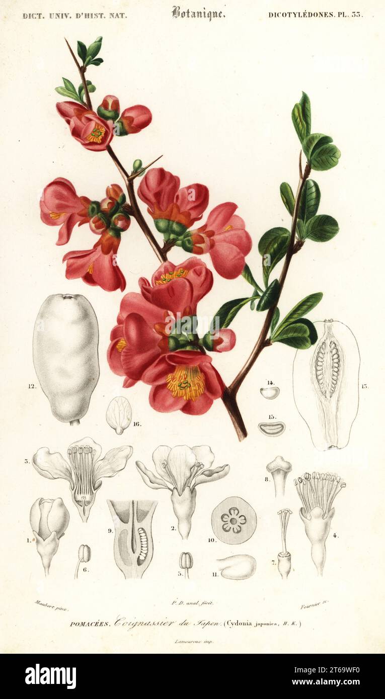 Japanese quince or Maule's quince, Chaenomeles japonica. Cydonia japonica. Coignassier du Japon. Handcoloured steel engraving by Felicie Fournier after an illustration by Louis Joseph Edouard Maubert from Charles d'Orbigny's Dictionnaire Universel d'Histoire Naturelle (Universal Dictionary of Natural History), Paris, 1849. Stock Photo