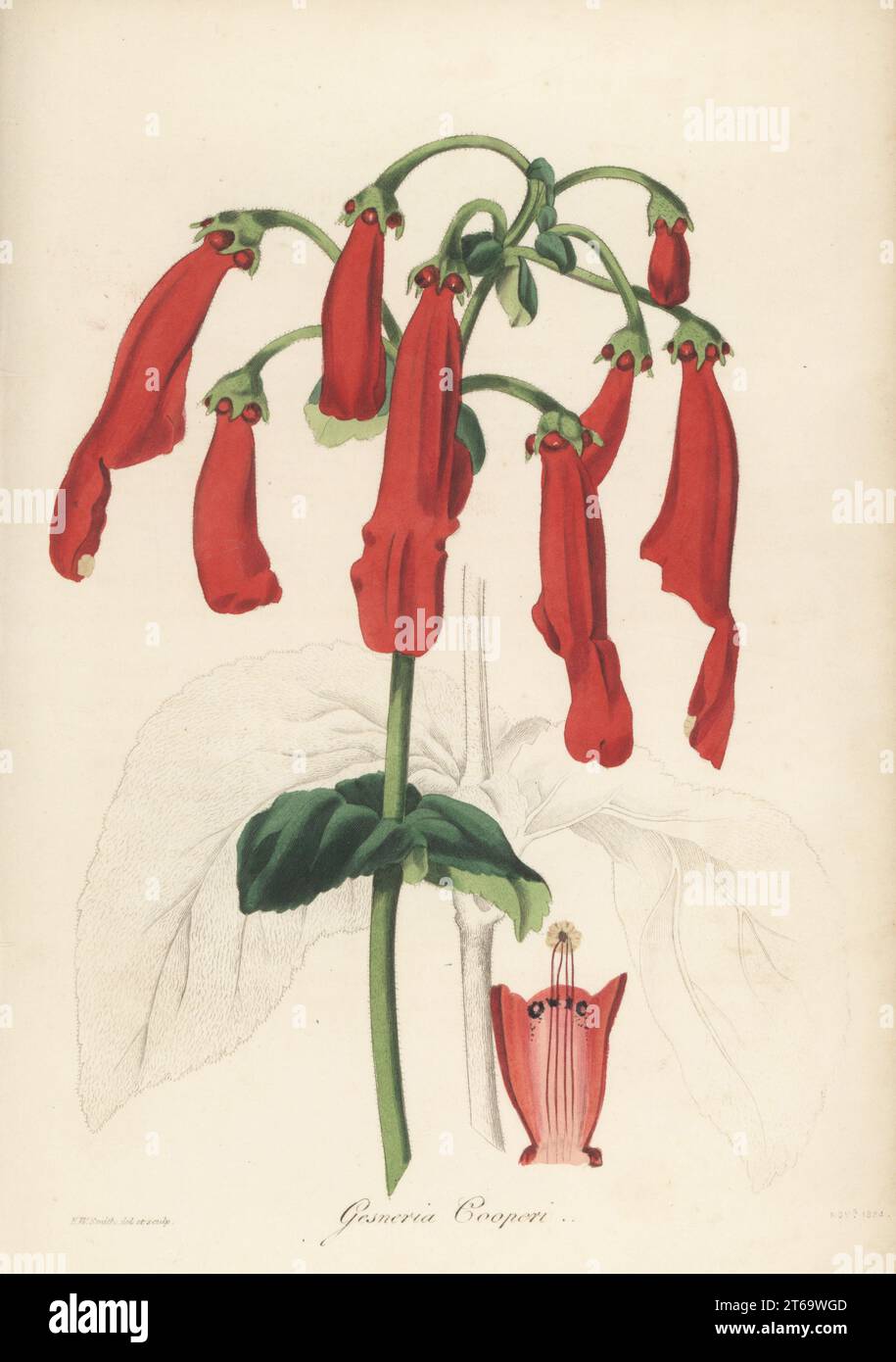 Sinningia cooperi. Native to Brazil, and sent to Mrs Arnold Harrison by her brother around 1829. Named for the wife of Joseph Cooper, botanic gardener at Wentworth. Mrs Cooper's gesneria, Gesneria cooperi. Handcoloured botanical illustration drawn and engraved by Frederick William Smith from Joseph Paxtons Magazine of Botany, and Register of Flowering Plants, Volume 1, Orr and Smith, London, 1834. Stock Photo