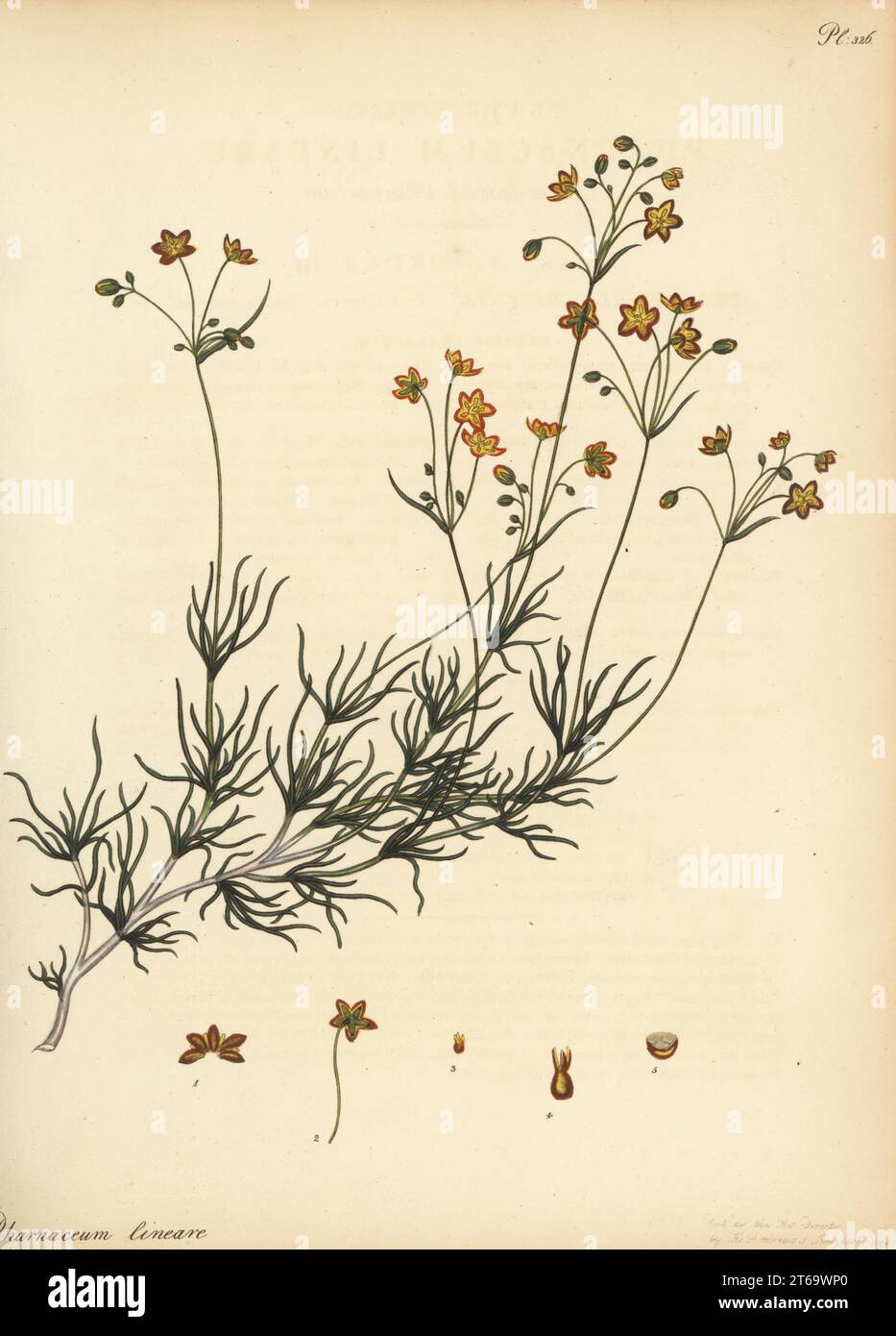 Linear-leaved pharnaceum, Pharnaceum lineare. From the Cape of Good Hope, South Africa, in the George Hibbert collection. Copperplate engraving drawn, engraved and hand-coloured by Henry Andrews from his Botanical Register, Volume 5, self-published in Knightsbridge, London, 1803. Stock Photo