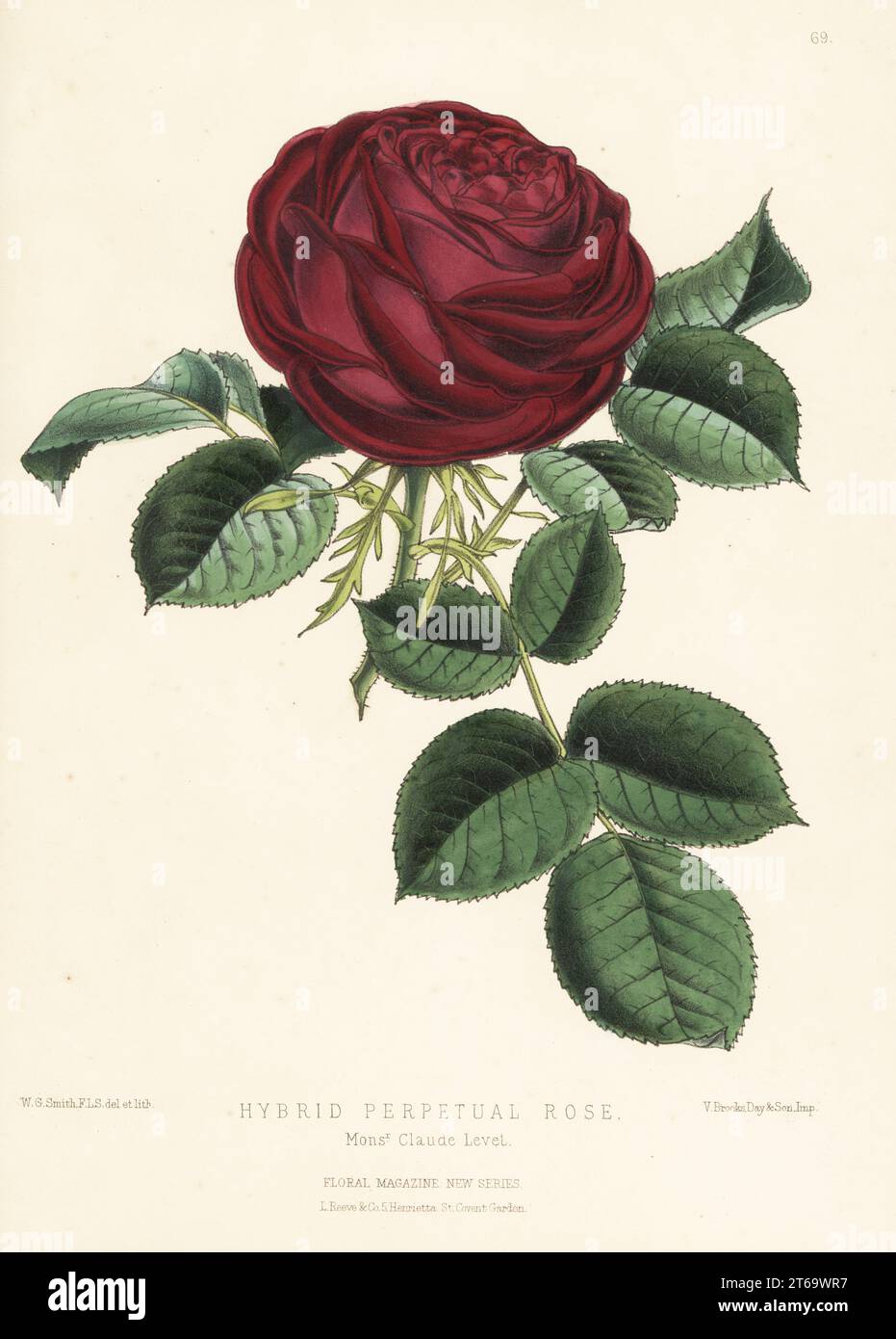 Hybrid perpetual rose, M. Claude Levet. Raised by Levet nursery of ...