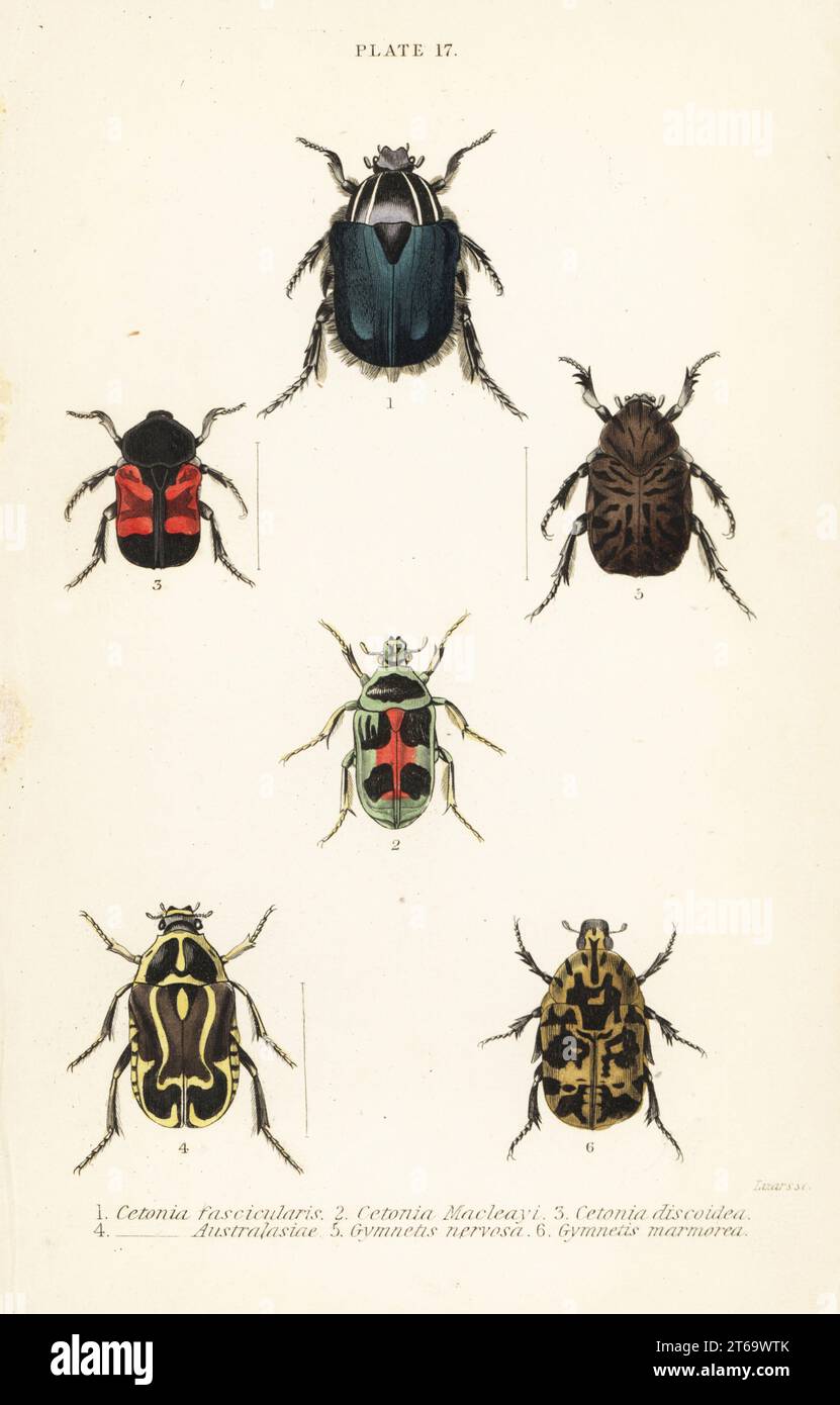 Rose chafer beetles: Cetonia fascicularis 1, Heterorhina macleayi 2, Gametoides subfasciata 3, fiddler beetle, Eupoecila australasiae 4, Gymnetis hieroglyphica 5 and Gymnetis marmorea 6. Handcoloured steel engraving by William Lizars from James Duncans Natural History of Beetles, in Sir William Jardines Naturalists Library, W.H, Lizars, Edinburgh, 1835. James Duncan was a Scottish zoologist and entomologist 1804-1861. Stock Photo