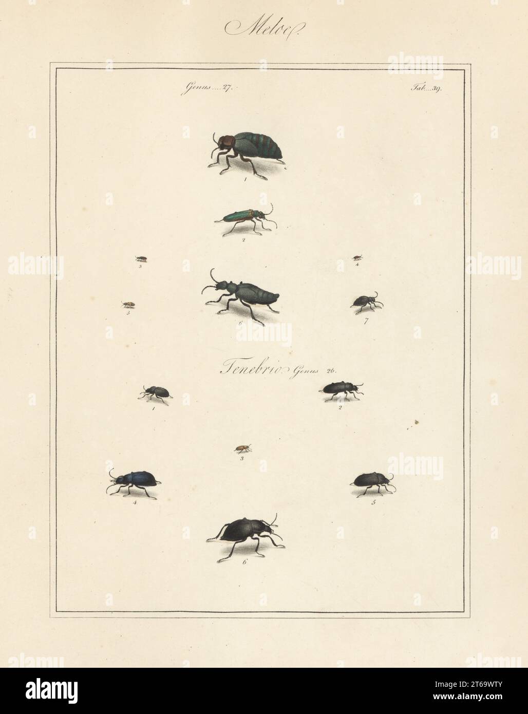 Lytta spanishfly, Lytta vesicatoria 2, Anthicus antherinus 3, narrownecked grain beetle, Omonadus floralis 4, Notoxus monoceros 5, black oil-beetle, Notoxus monoceros 6, var. or male? 7, unknown Meloe species 1. Handcoloured copperplate engraving from Thomas Martyns The English Entomologist, Exhibiting all the Coleopterous Insects found in England, Academy for Illustrating and Painting Natural History, London, 1792. Stock Photo