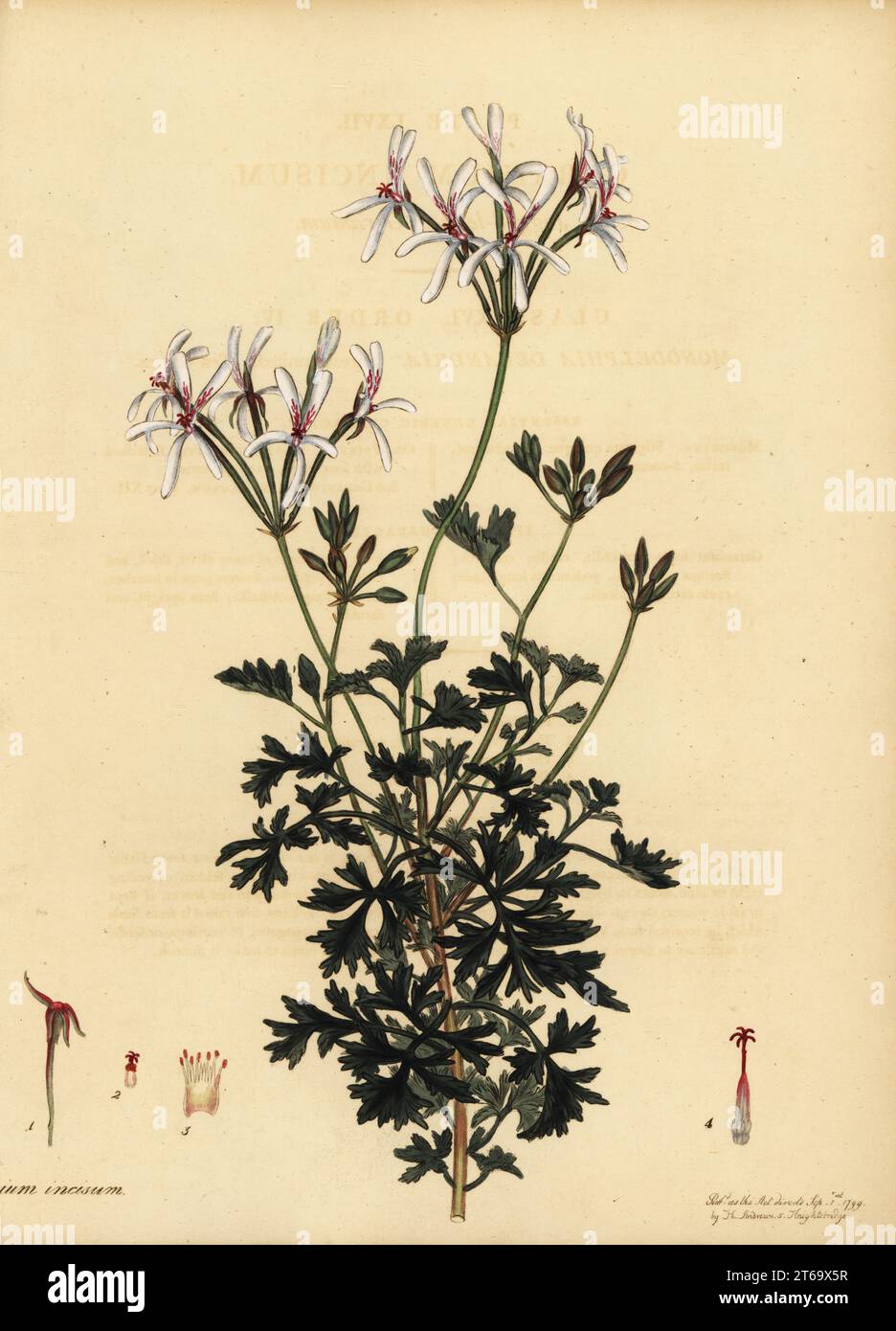 Oregon cranesbill, Geranium oreganum. Western North America from California to Alberta. Jagged-leaved geranium, Geranium incisum. Copperplate engraving drawn, engraved and hand-coloured by Henry Andrews from his Botanical Register, Volume 1, published in London, 1799. Stock Photo