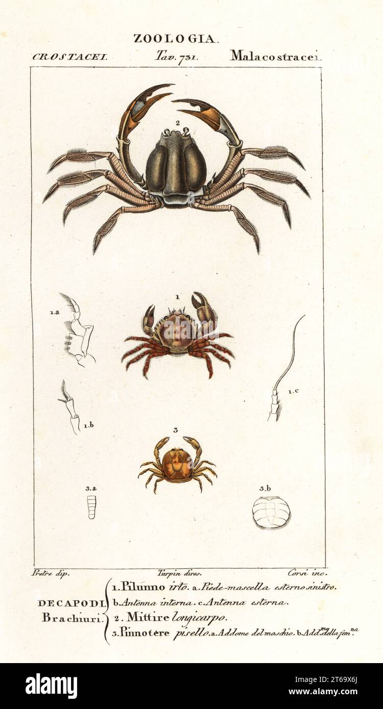 Bristly crab, Pilumnus hirtellus 1, light-blue soldier crab, Mictyris longicarpus 2, pea crab, Pinnotheres pisum 3. Pilunno irto, Mittire longicarpo, Pinnotere pisello. Handcoloured copperplate stipple engraving from Antoine Laurent de Jussieu's Dizionario delle Scienze Naturali, Dictionary of Natural Science, Florence, Italy, 1837. Illustration engraved by Corsi, drawn by Jean Gabriel Pretre and directed by Pierre Jean-Francois Turpin, and published by Batelli e Figli. Turpin (1775-1840) is considered one of the greatest French botanical illustrators of the 19th century. Stock Photo