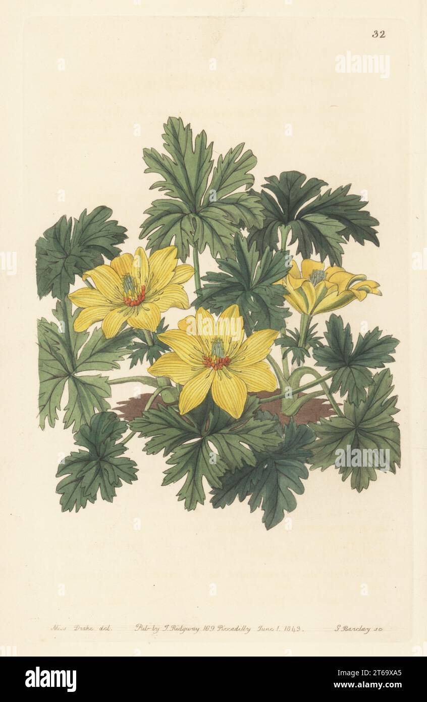 Stemless globeflower, Trollius acaulis. Native to India and Asia, imported by the East India Company. Handcoloured copperplate engraving by George Barclay after a botanical illustration by Sarah Drake from Edwards Botanical Register, continued by John Lindley, published by James Ridgway, London, 1843. Stock Photo