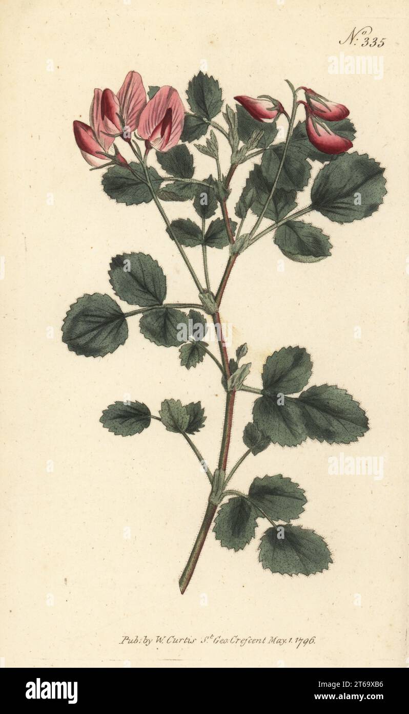 Round-leaved rest-harrow, Ononis rotundifolia. Native to the Alps in Switzerland. Handcoloured copperplate engraving after a botanical illustration from William Curtis's Botanical Magazine, Stephen Couchman, London, 1796. Stock Photo