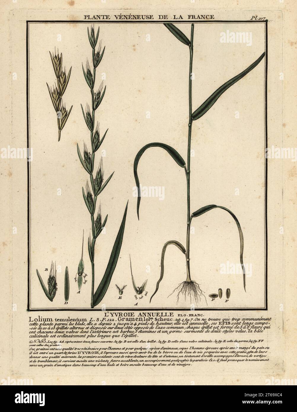 Poison darnel, darnel ryegrass or cockle, Lyvroie annuelle, livraie annuelle, Lolium temulentum. Copperplate engraving printed in three colours by Pierre Bulliard from his Herbier de la France, ou collection complete des plantes indigenes de ce royaume, Didot jeune, Debure et Belin, 1780-1793. Stock Photo