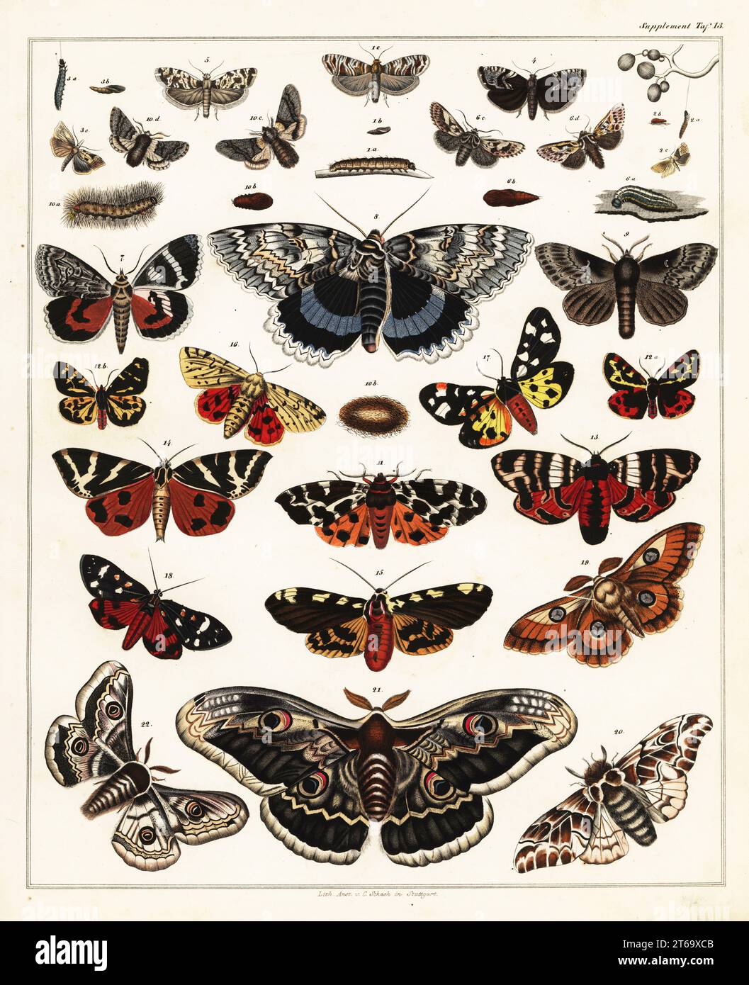 Varieties of butterflies, moths, and their caterpillars, larvae, pupae