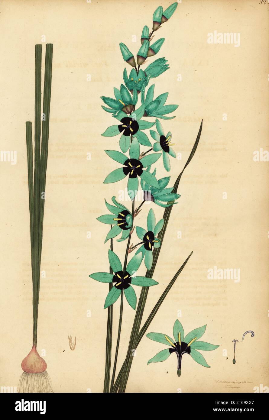 Turquoise ixia, Ixia viridiflora. Sea-green spiked ixia, Ixia spicata var. viridi nigra. Copperplate engraving drawn, engraved and hand-coloured by Henry Andrews from his Botanical Register, Volume 1, published in London, 1799. Stock Photo