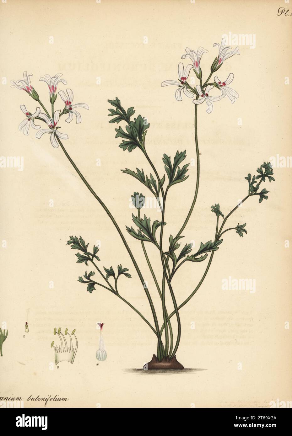 Pelargonium bubonifolium. Macedonian-parsley-leaved geranium, Geranium bubonifolium. From the Cape of Good Hope, South Africa, in Clapham Nursery. Copperplate engraving drawn, engraved and hand-coloured by Henry Andrews from his Botanical Register, Volume 5, self-published in Knightsbridge, London, 1803. Stock Photo