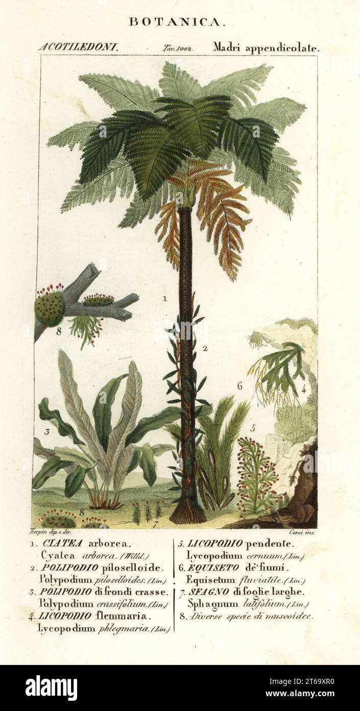 West Indian treefern, Cyathea arborea, vine fern, Microgramma piloselloides 2, graceful fern, Niphidium crassifolium 3, coarse tassel fern, Huperzia phlegmaria 4, staghorn clubmoss, Lycopodiella cernua 5, water horsetail. Equisetum fluviatile, 6, Sphagnum latifolium 7. Handcoloured copperplate stipple engraving from Antoine Laurent de Jussieu's Dizionario delle Scienze Naturali, Dictionary of Natural Science, Florence, Italy, 1837. Illustration engraved by Corsi, drawn and directed by Pierre Jean-Francois Turpin, and published by Batelli e Figli. Turpin (1775-1840) is considered one of the gre Stock Photo