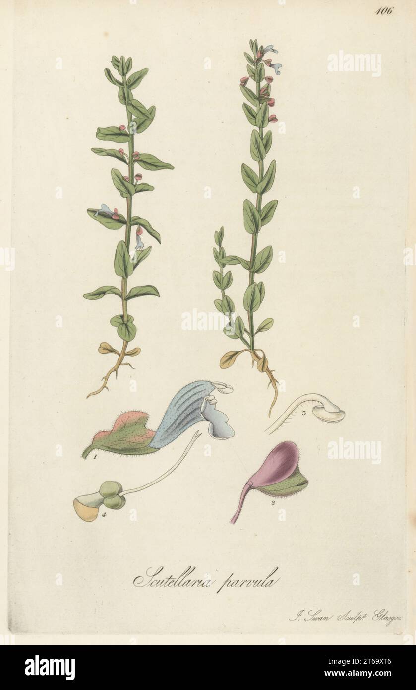 Small American skullcap, Scutellaria parvula. Discovered by Andre Michaux in Illinois, and seeds brought by Scottish botanist John Goldie from Canada to flower at Monkswood Grove, Ayr. Handcoloured copperplate engraving by Joseph Swan after a botanical illustration by William Jackson Hooker from his Exotic Flora, William Blackwood, Edinburgh, 1823-27. Stock Photo