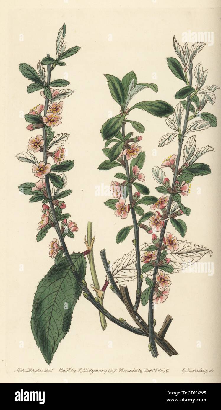 Willow leaf cherry, sour cherry or hoary cherry, Prunus incana. Hoary-leaved almond, Amygdalus incana. Handcoloured copperplate engraving by George Barclay after a botanical illustration by Sarah Drake from Edwards Botanical Register, edited by John Lindley, published by James Ridgway, London, 1839. Stock Photo