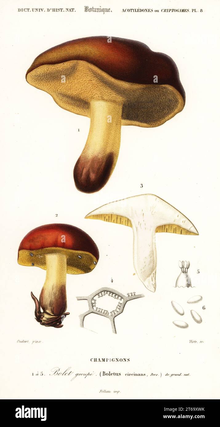 Bolet mushroom, Boletus circinans. Bolet groupe, Champignons. Handcoloured steel engraving by J. P. Visto after an illustration by Paul Louis Oudart from Charles d'Orbigny's Dictionnaire Universel d'Histoire Naturelle (Universal Dictionary of Natural History), Paris, 1849. Stock Photo