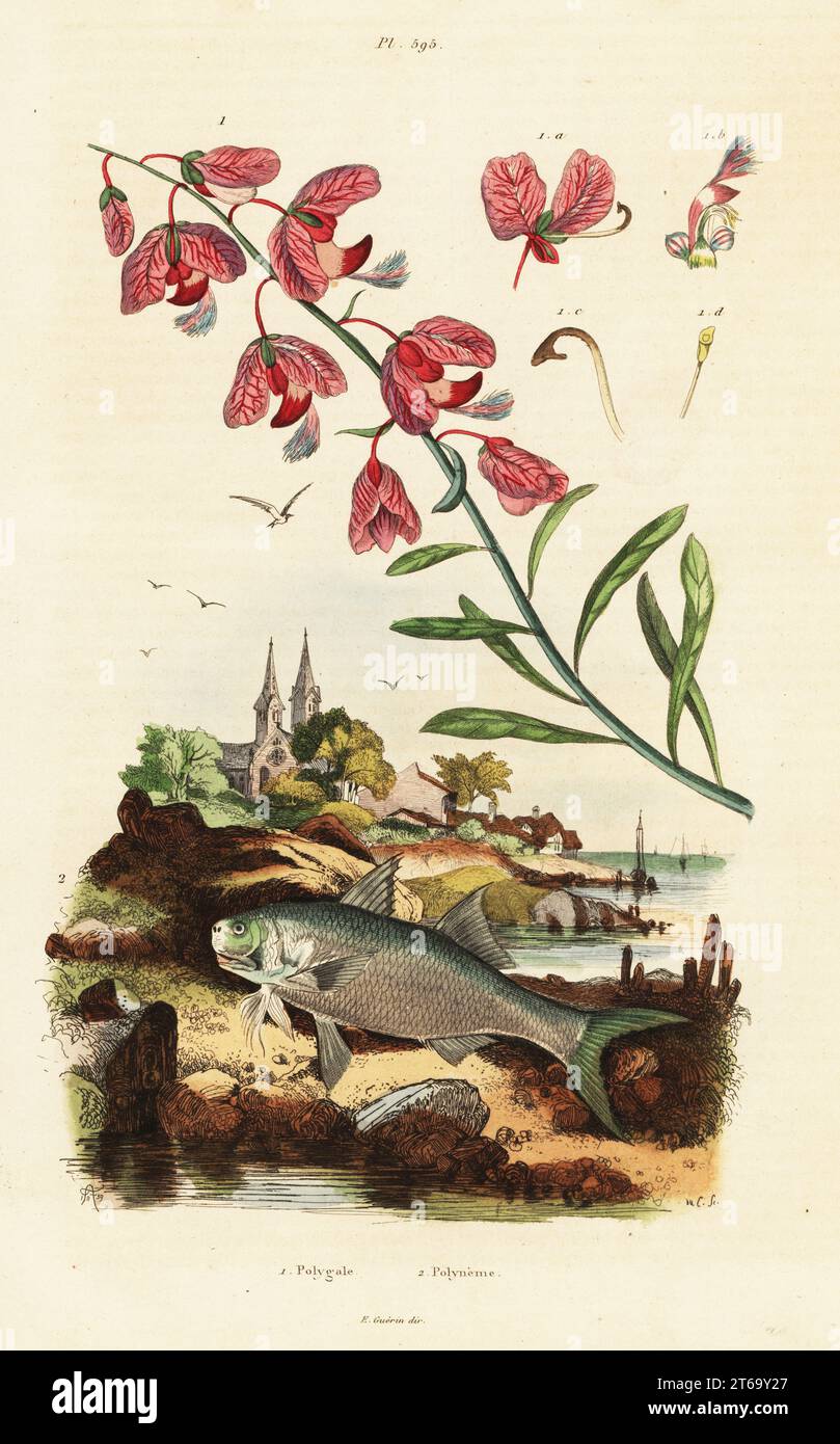 Cape milkwood, Polygala speciosa, Cape of Good Hope, and paradise threadfin, Polynemus paradiseus. Polygale, Polyneme. Handcoloured steel engraving by du Casse after an illustration by Adolph Fries from Felix-Edouard Guerin-Meneville's Dictionnaire Pittoresque d'Histoire Naturelle (Picturesque Dictionary of Natural History), Paris, 1834-39. . Stock Photo
