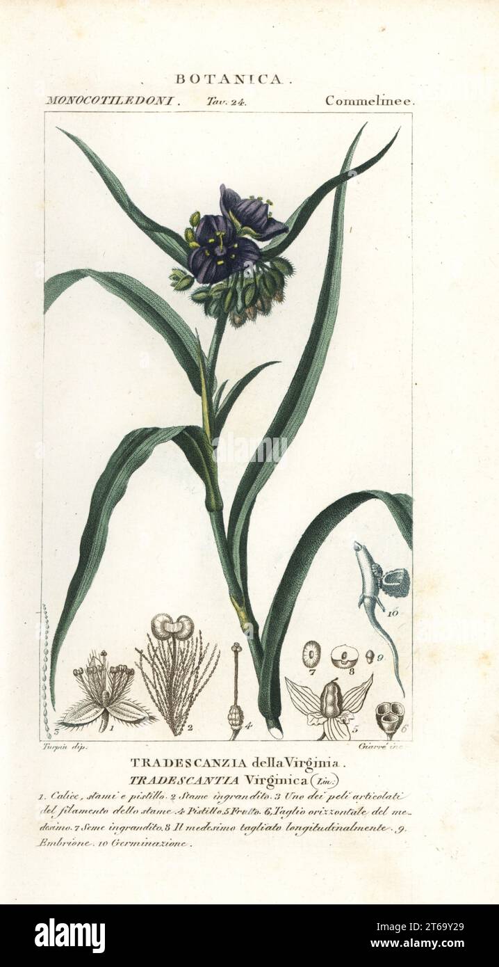 Virginia spiderwort, Tradescantia virginiana. Handcoloured copperplate stipple engraving from Jussieu's Dizionario delle Scienze Naturali, Dictionary of Natural Science, Florence, Italy, 1837. Illustration engraved by Giarre, drawn and directed by Pierre Jean-Francois Turpin, and published by Batelli e Figli. Turpin (1775-1840) is considered one of the greatest French botanical illustrators of the 19th century. Stock Photo
