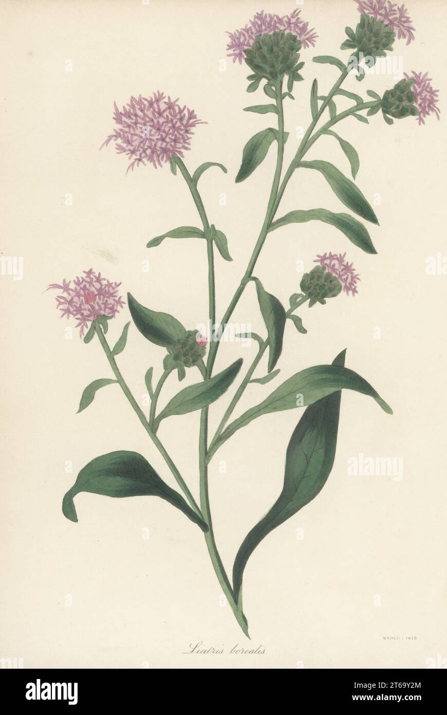 Savanna blazing star, Liatris scariosa. Native of north America, introduced by Scottish plant collector Thomas Drummond to Glasgow Botanic Garden. Northern liatris, Liatris borealis. Handcoloured lithograph from Joseph Paxtons Magazine of Botany, and Register of Flowering Plants, Volume 5, Orr and Smith, London, 1838. Stock Photo