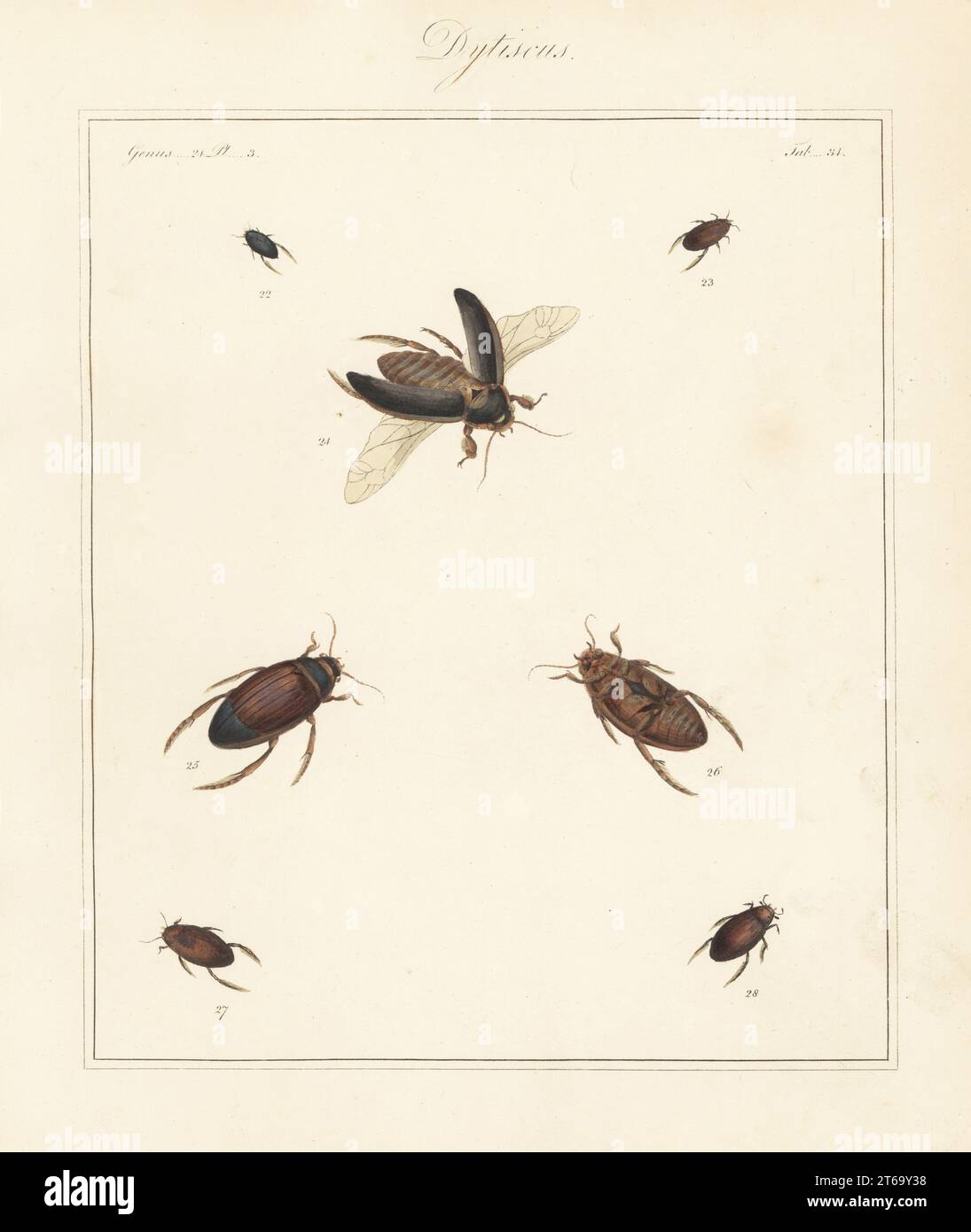 Great diving beetle, Dytiscus marginalis 24, Dytiscus semistriatus 25,26, Colymbetes striatus 27, and lesser silver water beetle, Hydrochara caraboides 28, unknown Dytiscus species 22,23. Handcoloured copperplate engraving from Thomas Martyns The English Entomologist, Exhibiting all the Coleopterous Insects found in England, Academy for Illustrating and Painting Natural History, London, 1792. Stock Photo