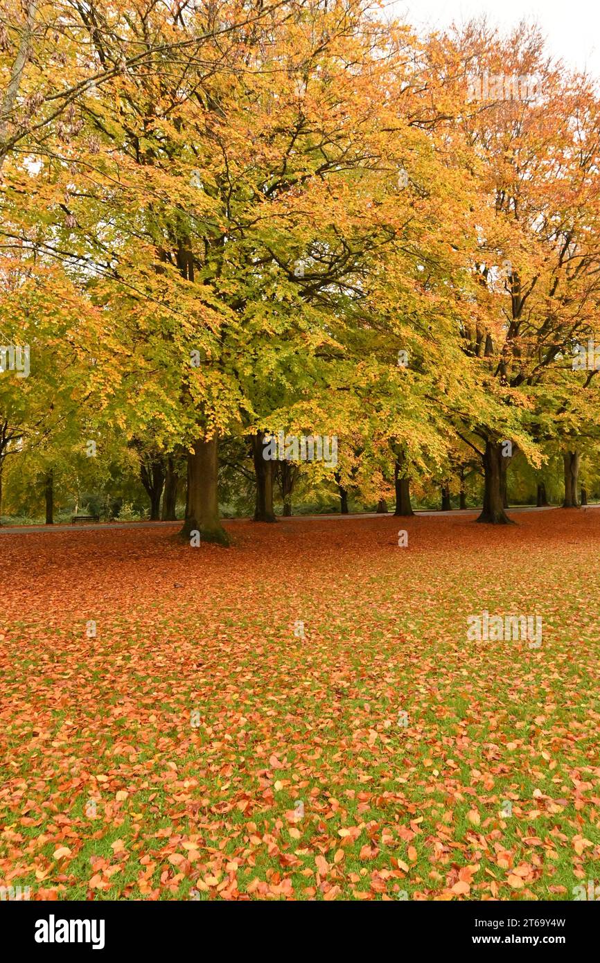Bristol, UK. 09th Nov, 2023. Clifton Promenade in Bristol .After a very heavy downpour of rain, trees show up all the wonderful golden colours that nature has to offer. Picture Credit: Robert Timoney/Alamy Live News Stock Photo